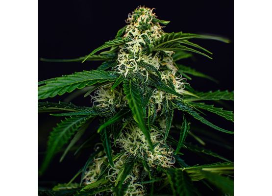 Steckling - Watermelon Jam Auto