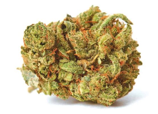 Steckling - Growheads Amnesia Haze