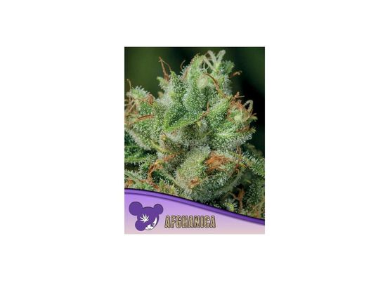 Steckling - Anesia Seeds Afghanica