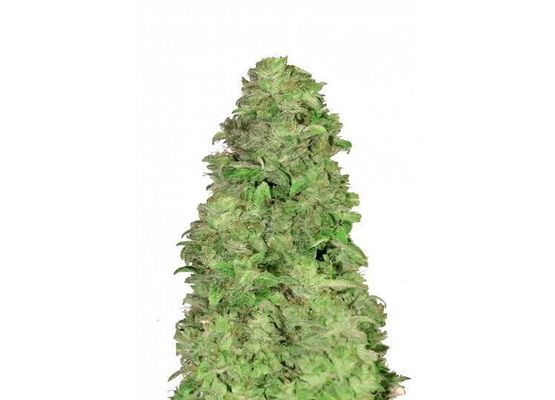 Steckling 420FastBuds CBD 20:1 Auto