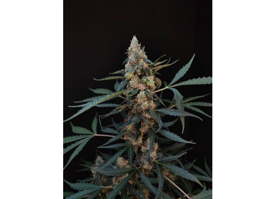 Steckling 420FastBuds Northern Lights Auto