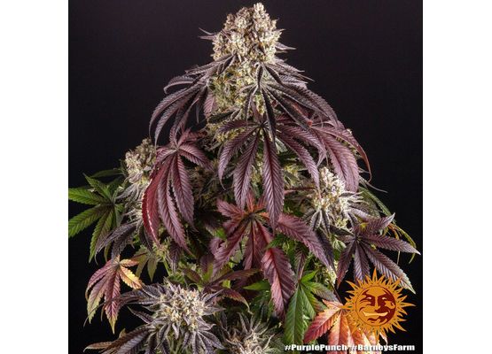 Barney's Farm Purple Punch (1)