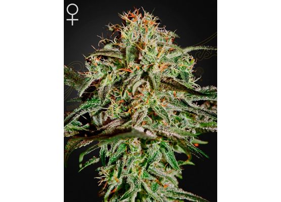 Green House Seeds A.M.S. (3)