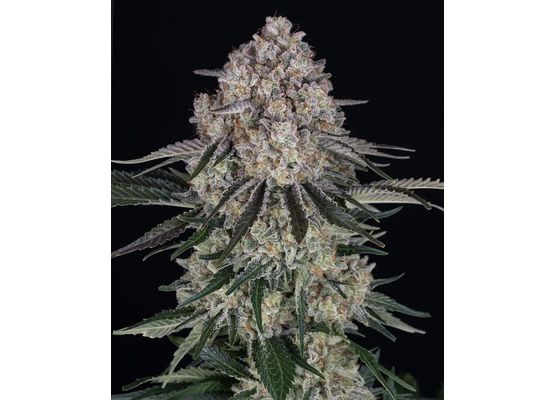 Barney's Farm Sour Diesel Auto (3)