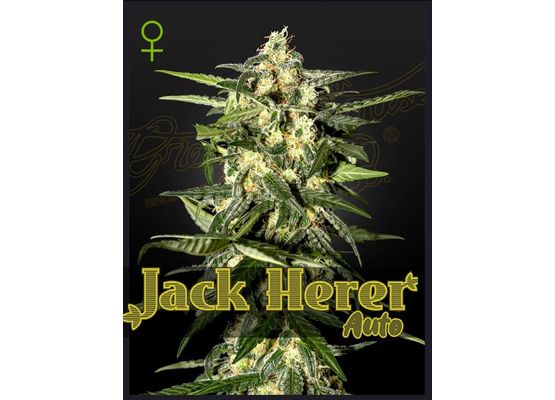 Green House Seeds Jack Herer Auto (3)