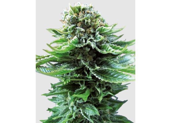 Sensi Seeds Northern Lights Auto (10)