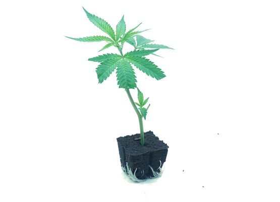 Sour Kush(OG-Kush x SourDiesel)70%Indica