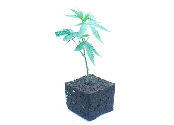 Steckling - Zkittlez