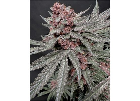 Solfire Gardens - Terpgasm (3)