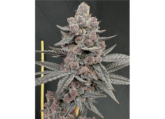 Solfire Gardens - Sinferno (3)