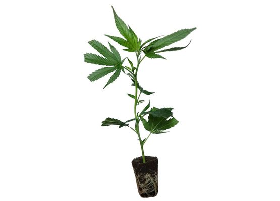 Cannabis-Steckling Amnesia Haze (BulkSeedBank)