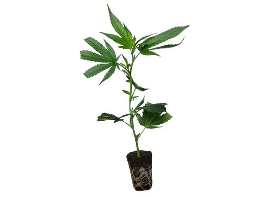 Cannabis-Steckling Euforia (Dutch Passion)
