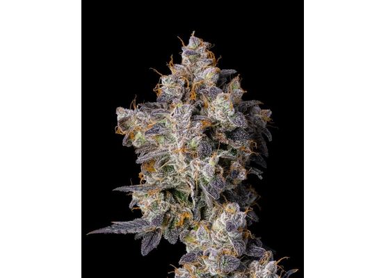 Steckling - Cherry Zelato (Cookies )