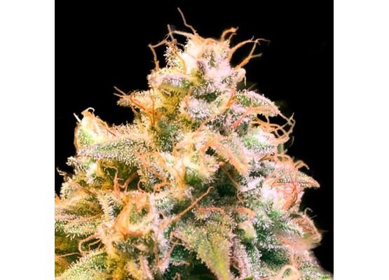 Cannabis-Samen Gorilla Glue fem (1)