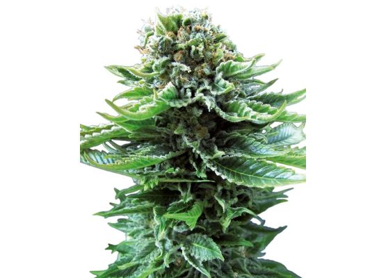 Sensi Seeds - Northern Lights Auto (3)