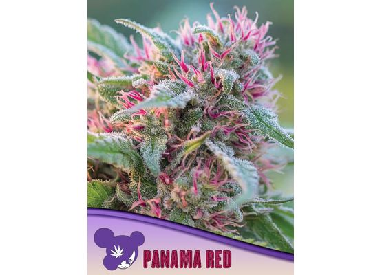 Anesia - Panama Red (3)