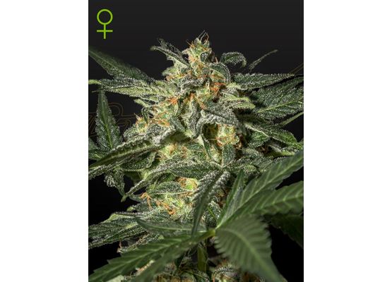 Steckling Green House Seeds - White Widow Auto 