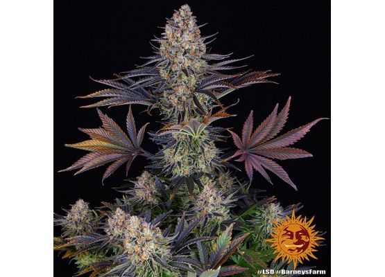 LSD -  Barney's Farm Seeds (10)