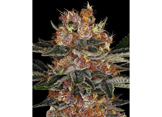 Barney's Farm - Purple Punch Auto (10) 