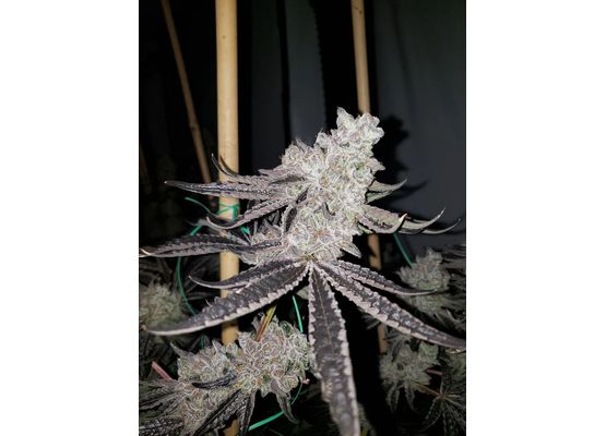 Steckling - Apple Fritter (Lumpys Cut)