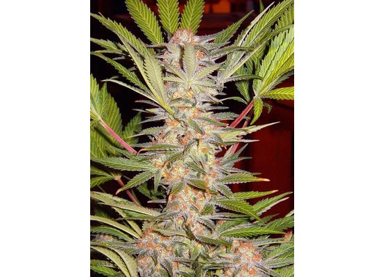 Sweet Seeds - S.A.D. Sweet Afgani Delicious F1 Fast Version (3+1)