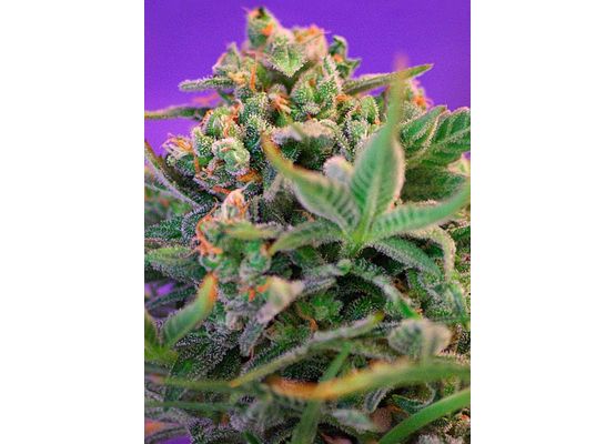 Sweet Seeds - Sweet Cheese F1 Fast Version  (3+1)