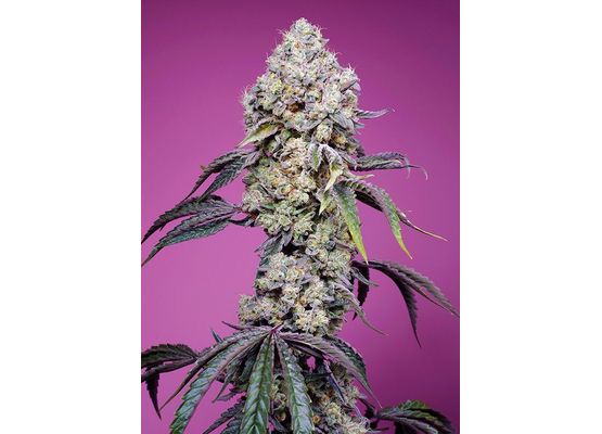 Sweet Seeds - Sweet Mandarine Z F1 Fast Version (3+1)