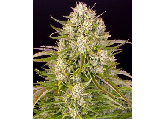 Barney’s Farm - Wedding Cake Auto (1)