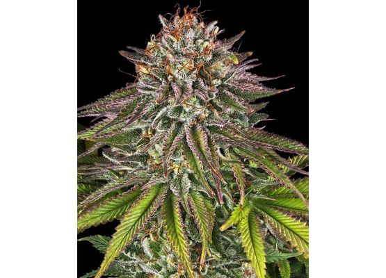 Steckling Critical Kush (Barneys Farm)