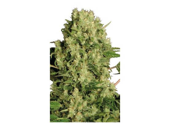 Steckling White Russian (Serious Seeds)