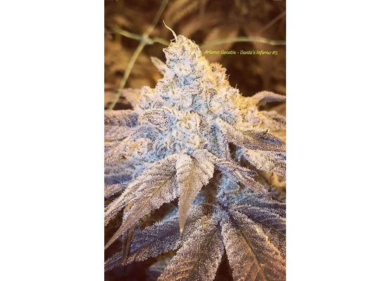 Steckling Dantes Inferno (Clearwater Genetics)