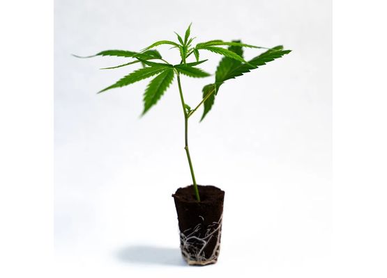 Steckling Gorilla Glue (Ape Origin)
