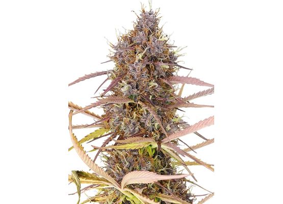 Royal Queen Seeds Purple Queen (1)
