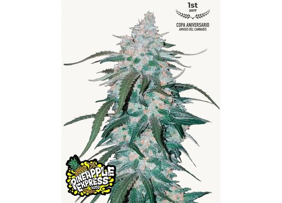 420FastBuds Pineapple Express Auto (10)