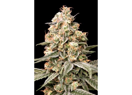 AdvancedSeeds Apple Fritter Auto (1)