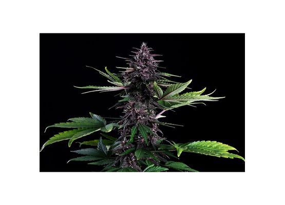 Kannabia Swiss Dream Rose Auto CBD (3)