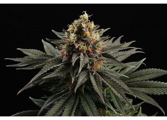 Kannabia Sativa Dream (3)
