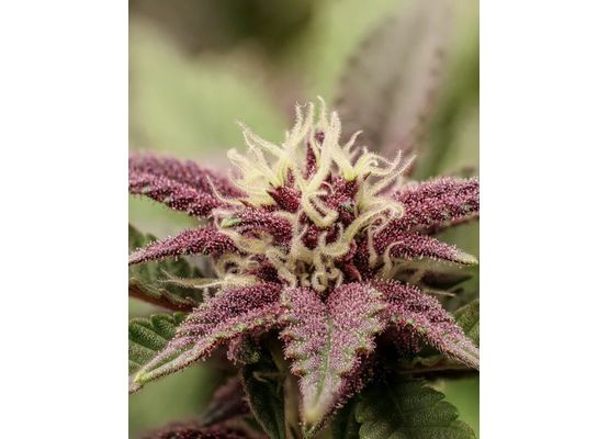 Kannabia Hightere Kirsche (3)