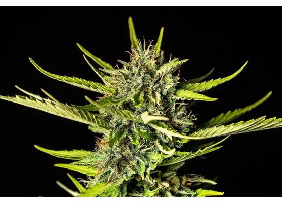 Kannabia Strawberry Haze Auto (3)