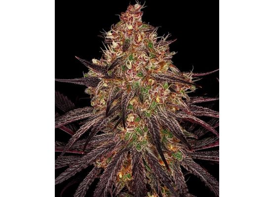 Barney's Farm Ayahuasca Purple (3)
