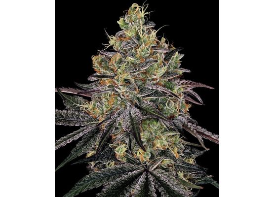 Barney's Farm Watermelon Zkittlez (1)