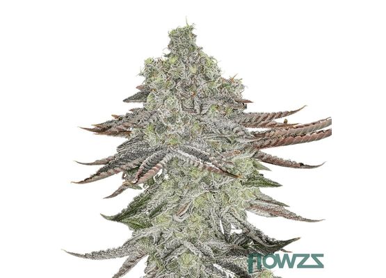 Steckling - Miracle Alien Cookies 