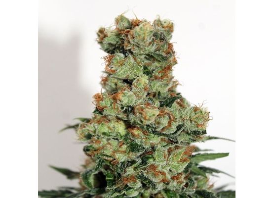 Ripper Seeds Ripper Badazz Regular (12)