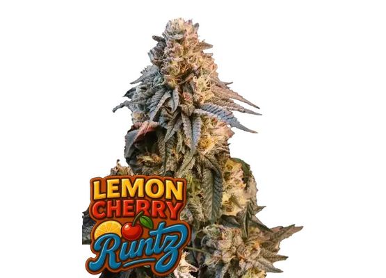 420FastBuds Lemon Cherry Runtz (3)