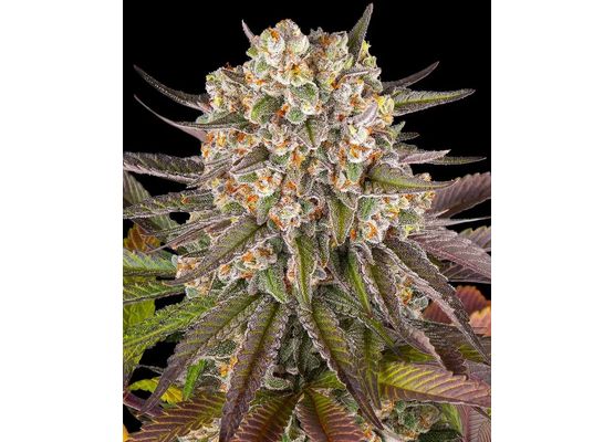 Barney's Farm Limoncello (3)