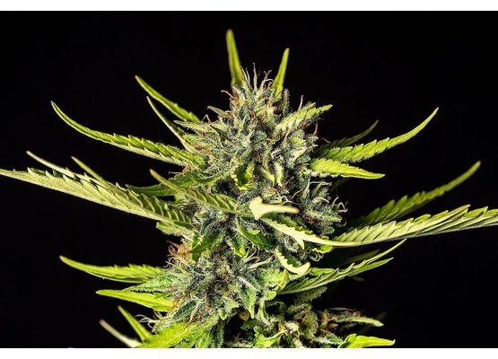 Kannabia Strawberry Haze Auto (100)