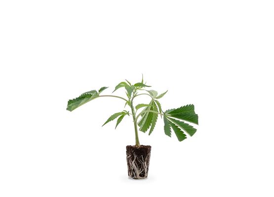 Steckling - Biscotti Mintz (Barneys Farm)