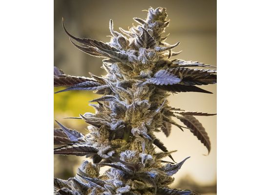 High Speed Buds - Ghost Train OG Auto (25)