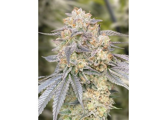 High Speed Buds - Gorilla Zkittlez Fast(25)