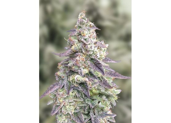 High Speed Buds - #9 Pound Hammer Auto (3)